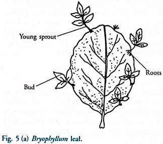 Bryophyllum Leaf