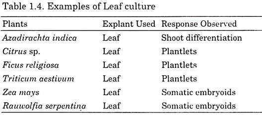Examples of Leaf Culture