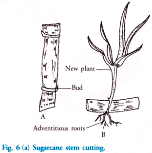 Sugarcane Stem Cutting
