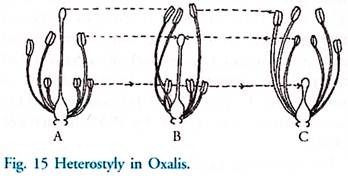 Heterostyly in Oxalis