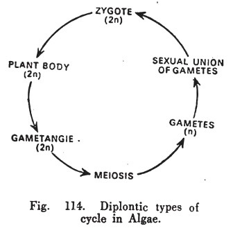 Diplontic Types of Life Cycle in Algae