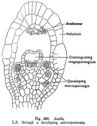 L.S. through a Developing Microsporocarp