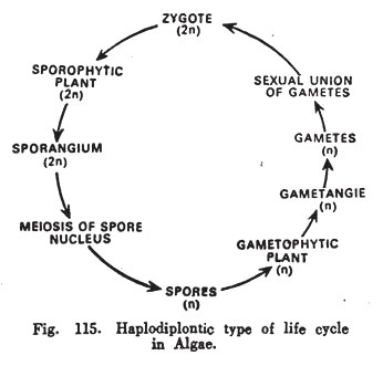 Haplodiplontic Type of Life Cycle in Algae