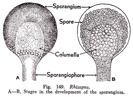 Stages in the Development of the Sporangium